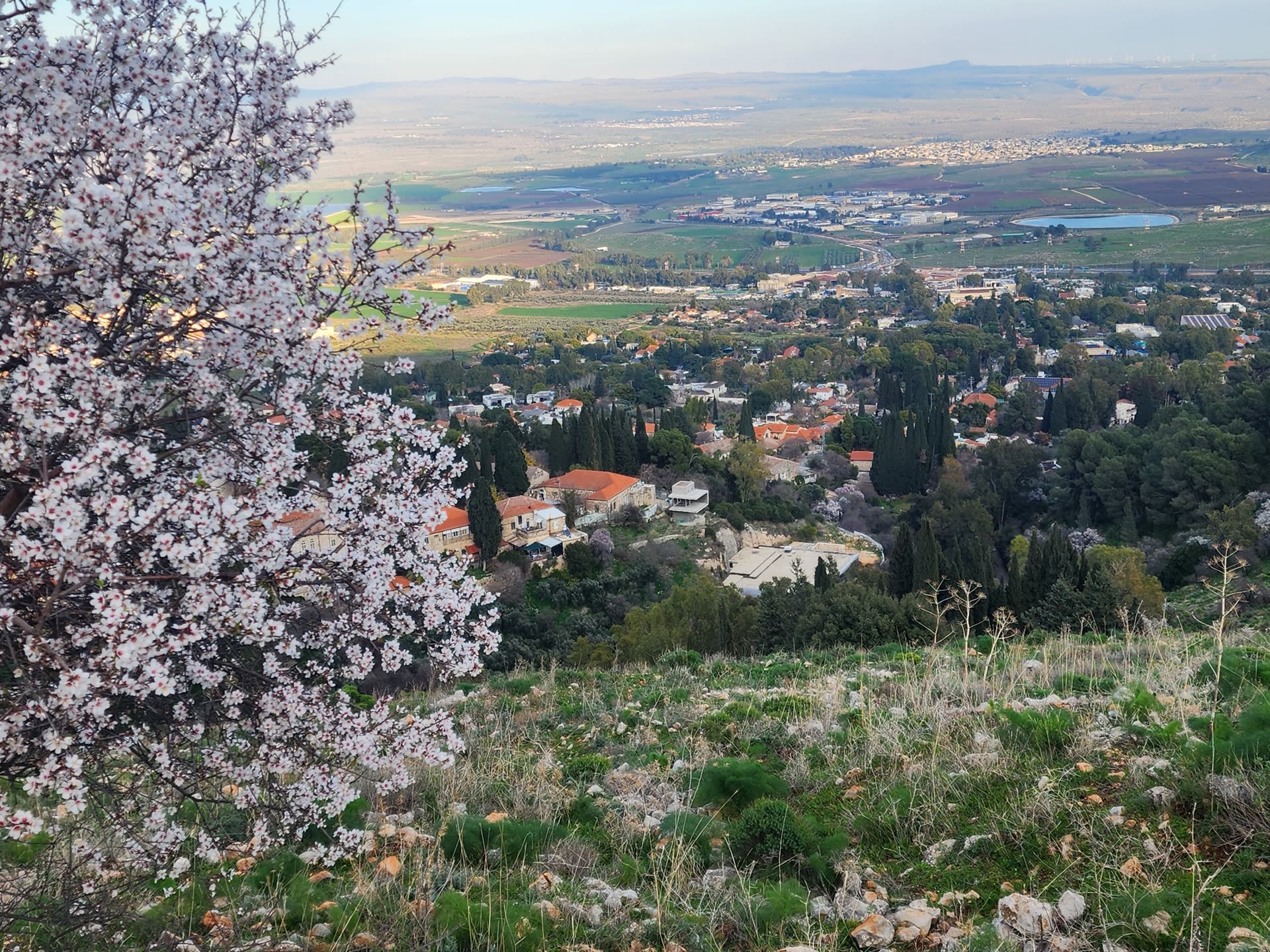 ראש פינה הירוקה משקיפה על עמק החולה, שקדייה פורחת בחזית